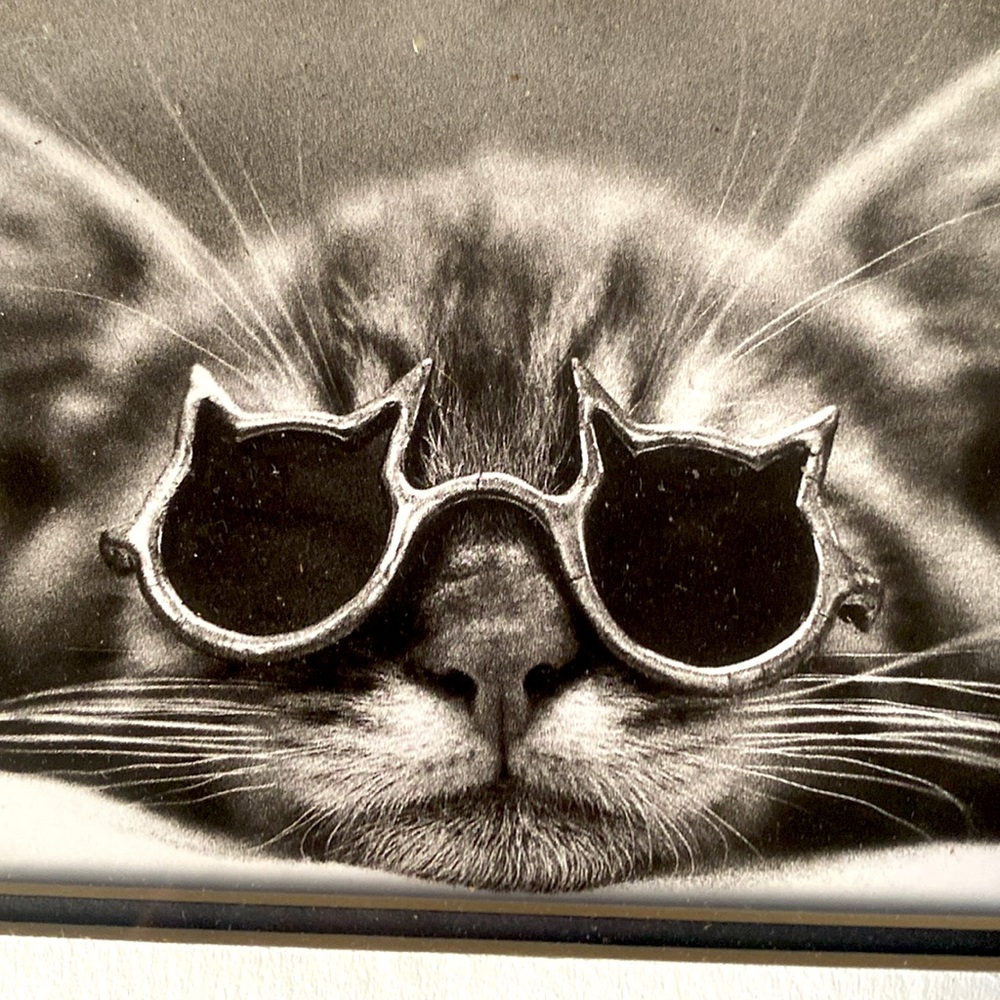3/$15. Black & white photo of cat with sunglasses, black frame 8” by 10”